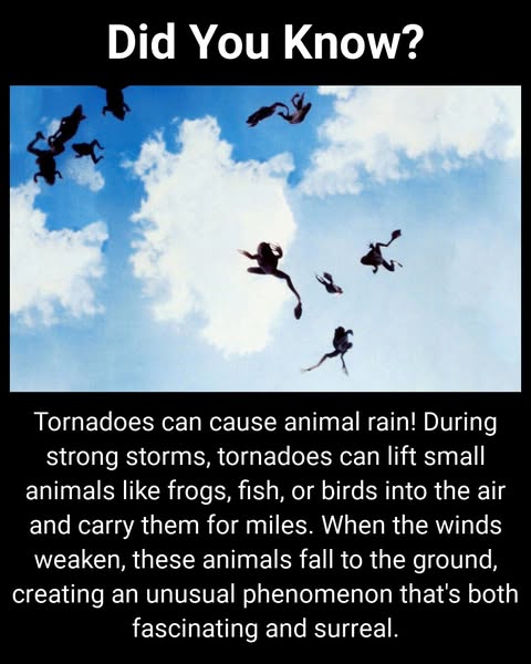 Incredible Things That Can Happen During A Tornado